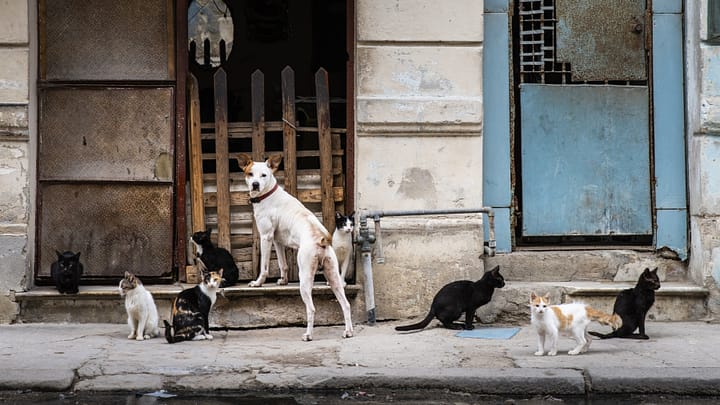 Artistic Travel Photographs Cats and Dog Cuba Street Scene